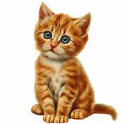 image comparison after